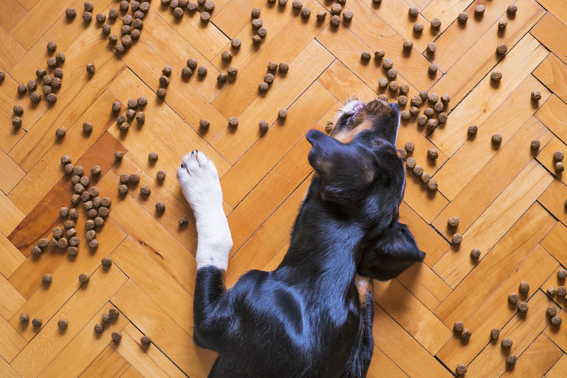 Comida O Premios Para Mascota