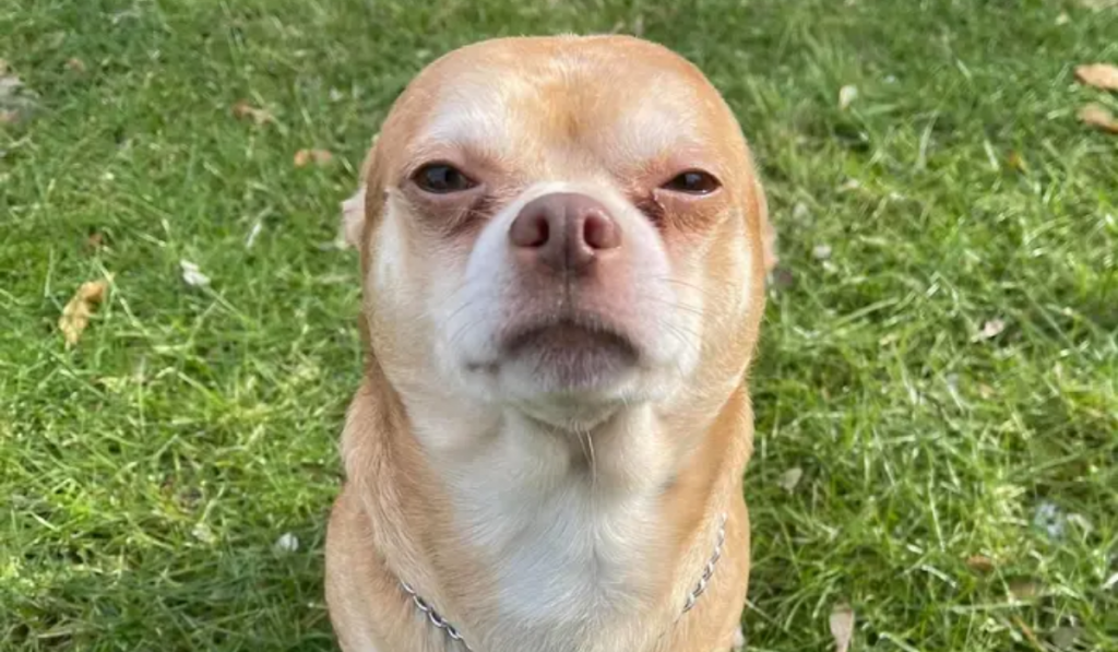 Prancer, el perrito Chihuahua que se hizo viral tras declaraciones de su dueña