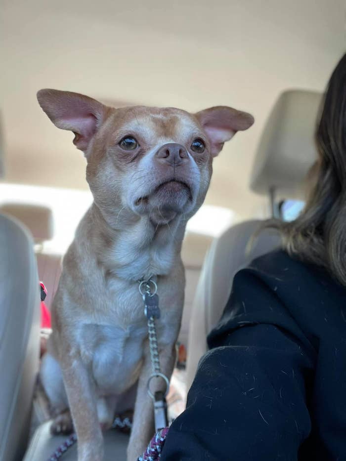 Prancer, el perrito Chihuahua que se hizo viral tras declaraciones de su dueña