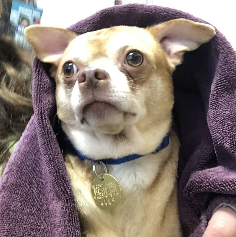 Prancer, el perrito Chihuahua que se hizo viral tras declaraciones de su dueña