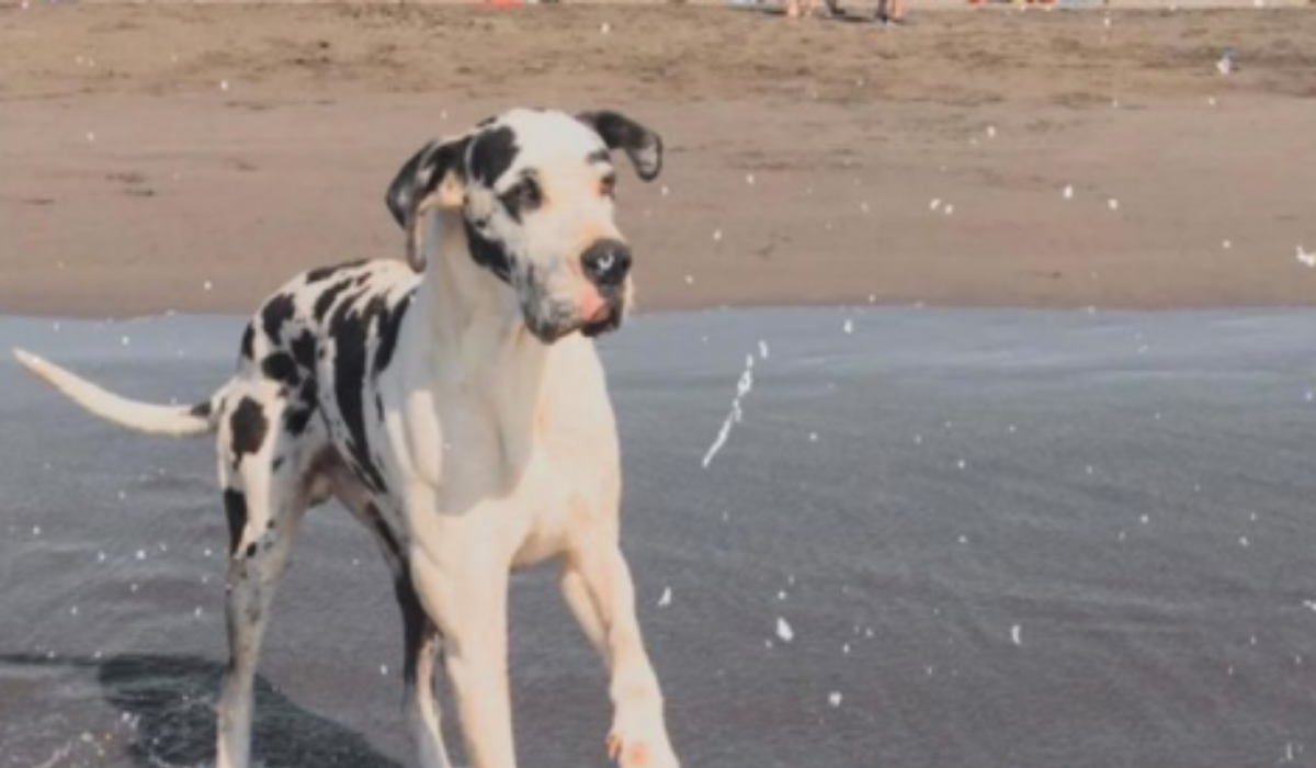 ¡Negaron el vuelo por su peso!: Chilenos desean llevar a su perro a España