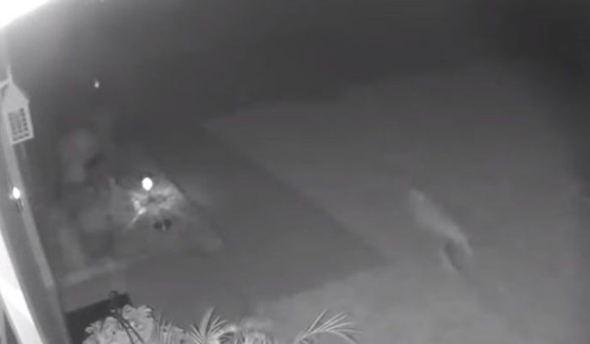 Mujer afirma que un Velociraptor pasó por su jardín y comparte video