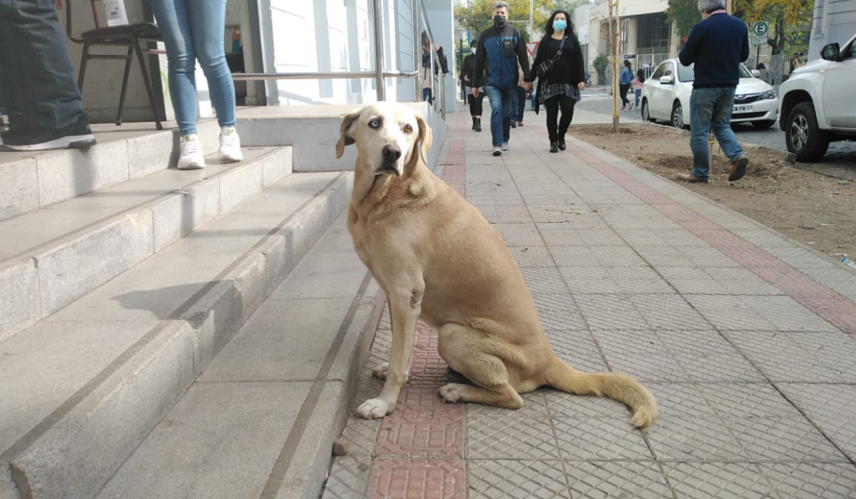 Perrita Esperando A Su Amo En Votaciones