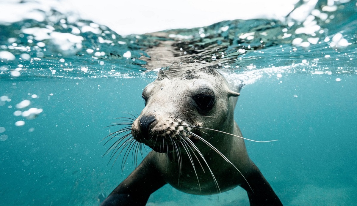 Dia Mundial De Los Oceanos 3