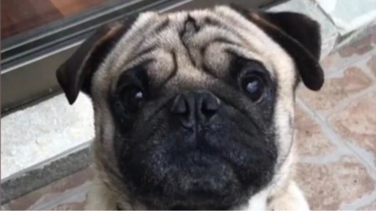 Frank pug