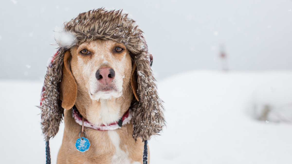 Qué Razas De Perros Pasan Más Frío En El Invierno