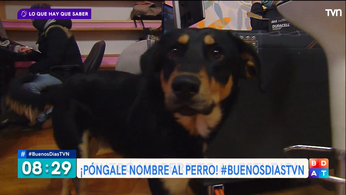 Buenos Días A Todos Perrito