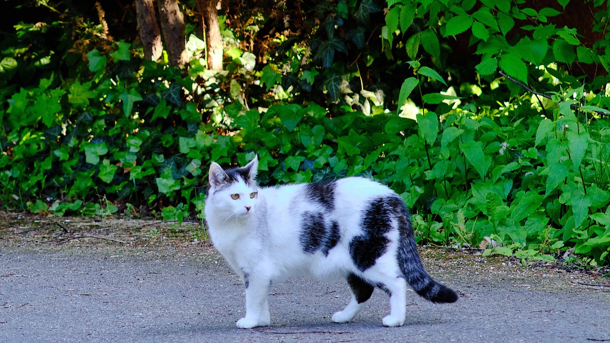 toque de queda para gatos en localidad de australia