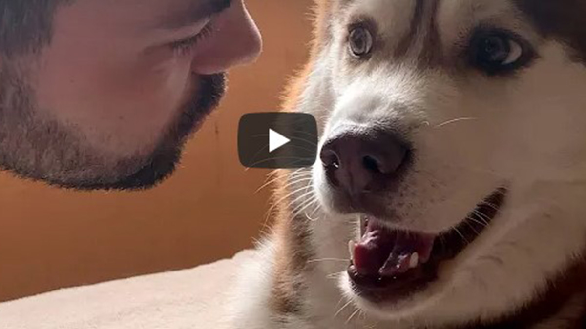 Perro Viral En YouTube