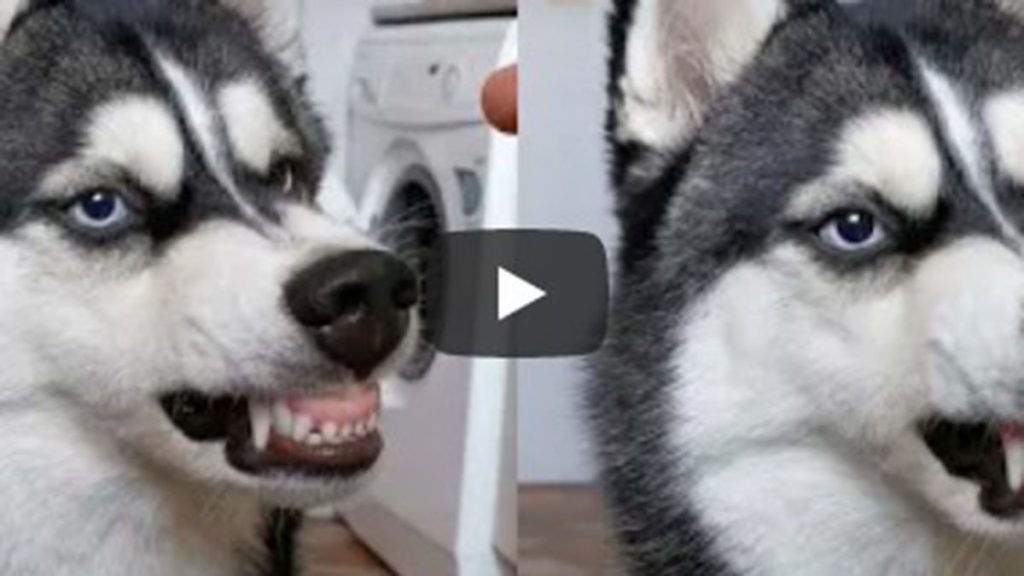 Perro Viral En YouTube