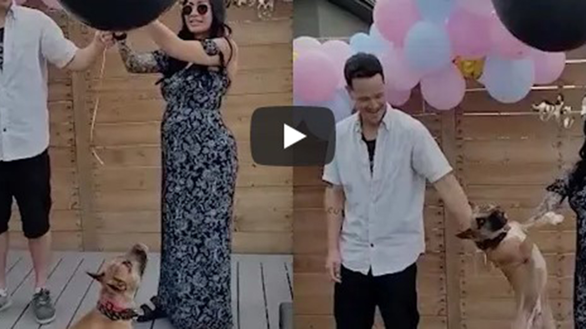 Perro Viral En YouTube