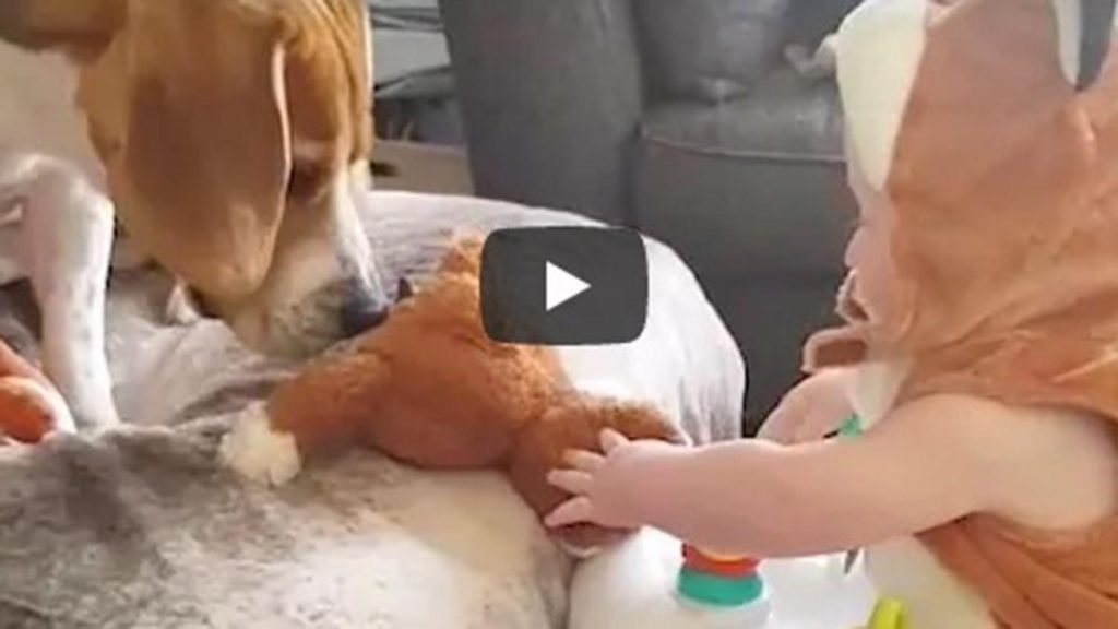 Beagle De Video Viral