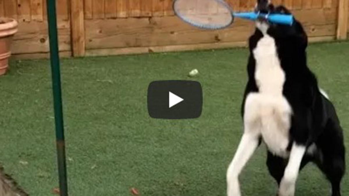 Perro Viral Por Jugar Tenis