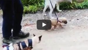 Perro Y Gato En Video Viral