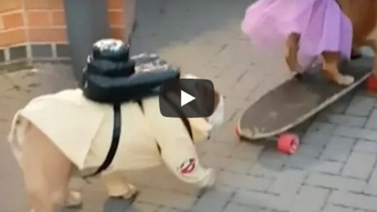 Perros Skaters En Video Viral