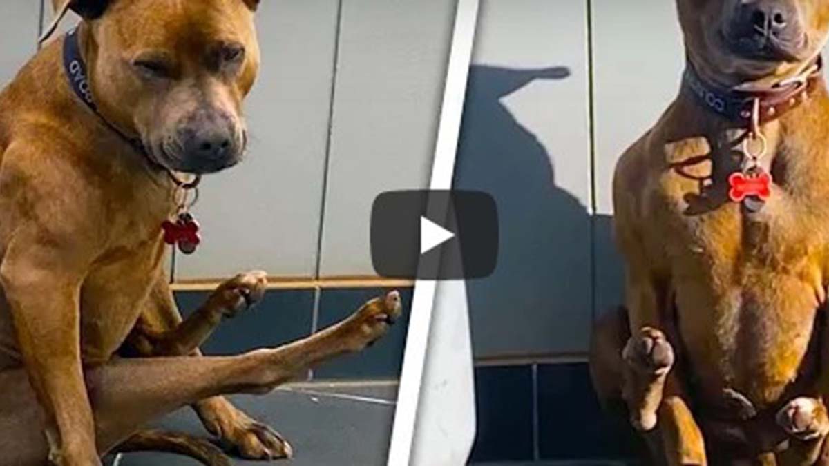 Video Viral Perro Es Como Un Ser Humano