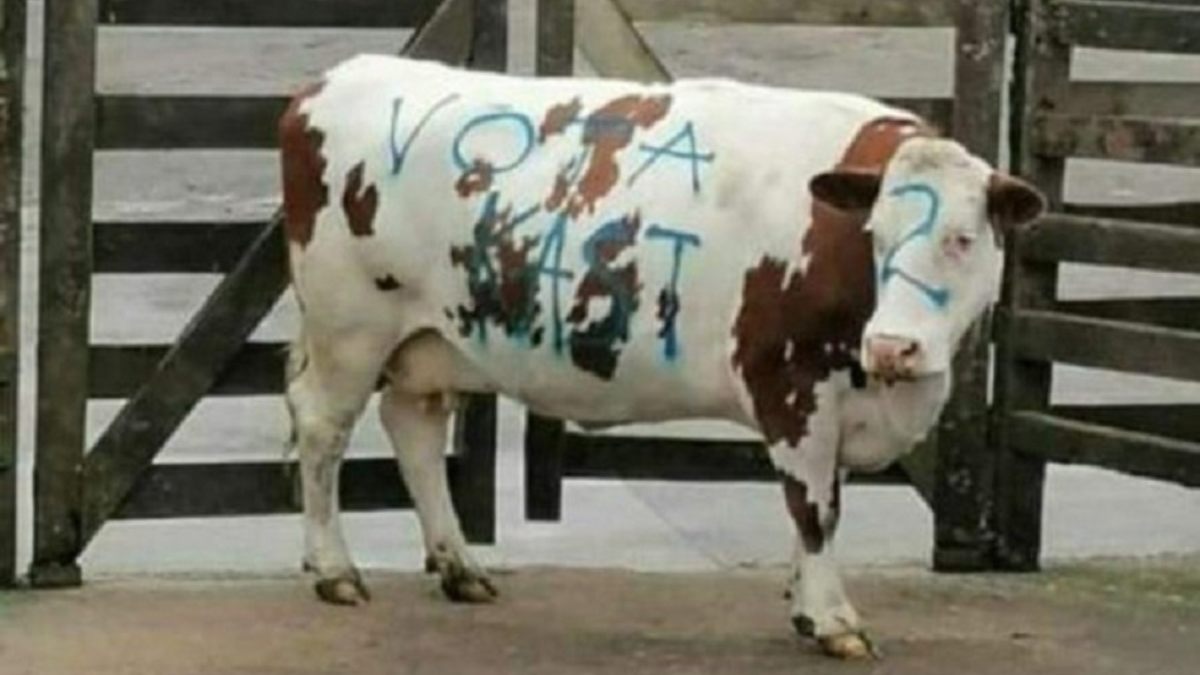 Vaca Rayada Kast