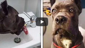 Perro Viral Bidet