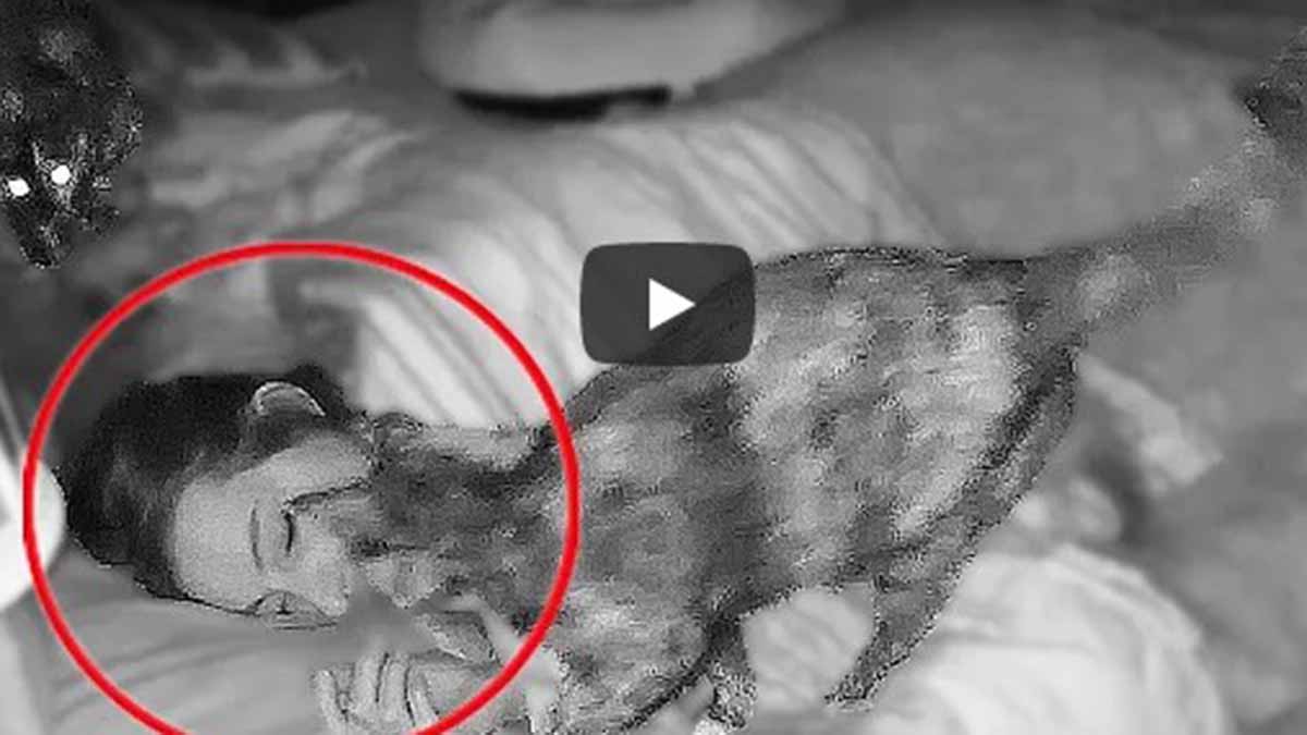 Video Viral De Dormir Con Gatos