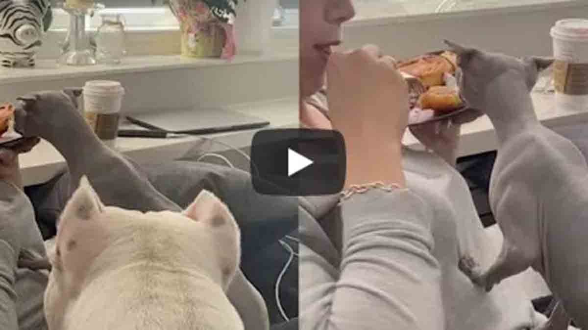 Gatito Hambriento En Video Viral