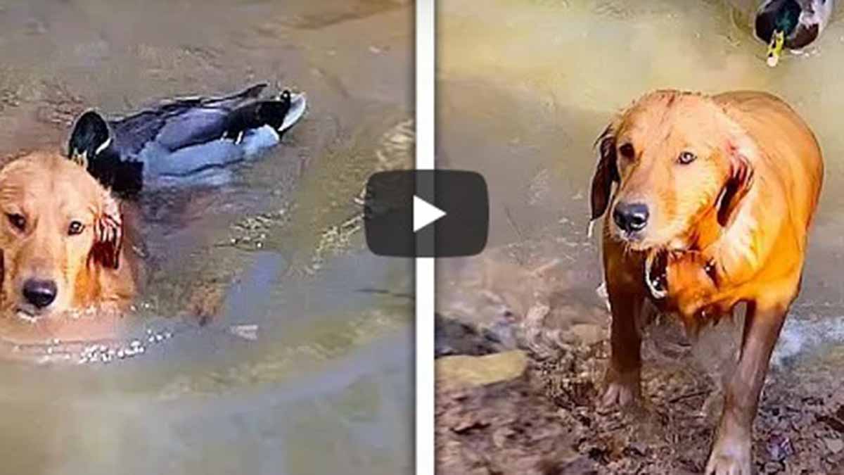 Perro Y Pato Viral