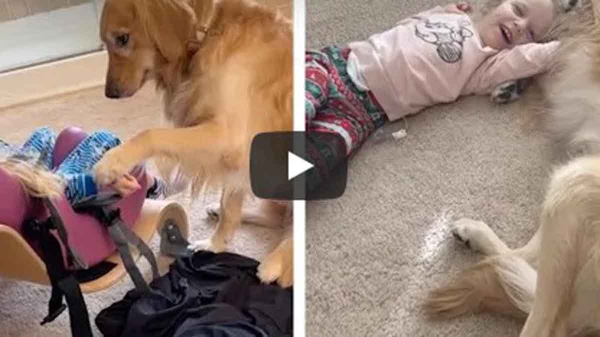 Video Viral De Niña Y Golden Retriever