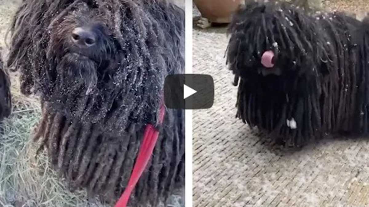 Viral De Perros Con Dreadlocks