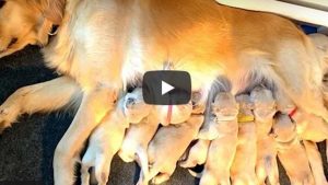 Cachorros Viral En YouTube