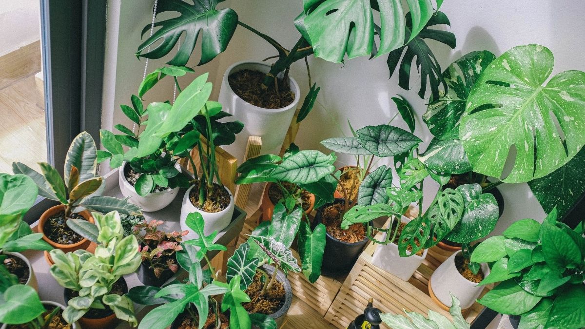 Cuidados Plantas De Interior