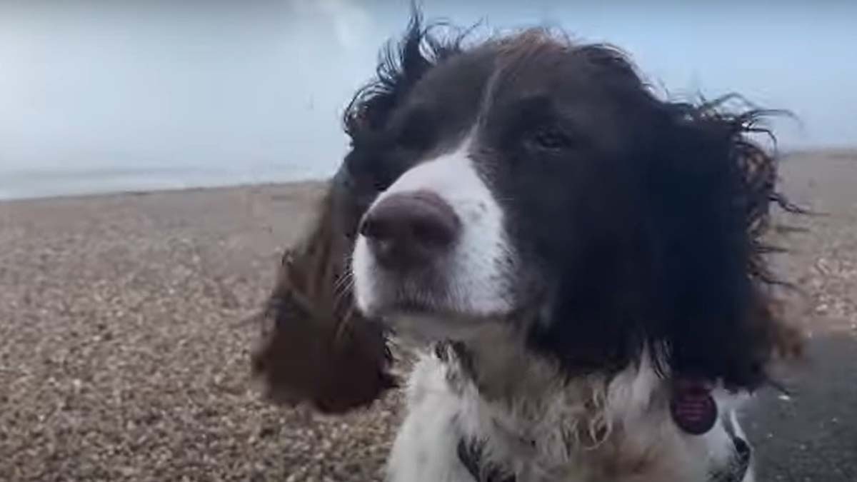 Perro Viral En Tormenta