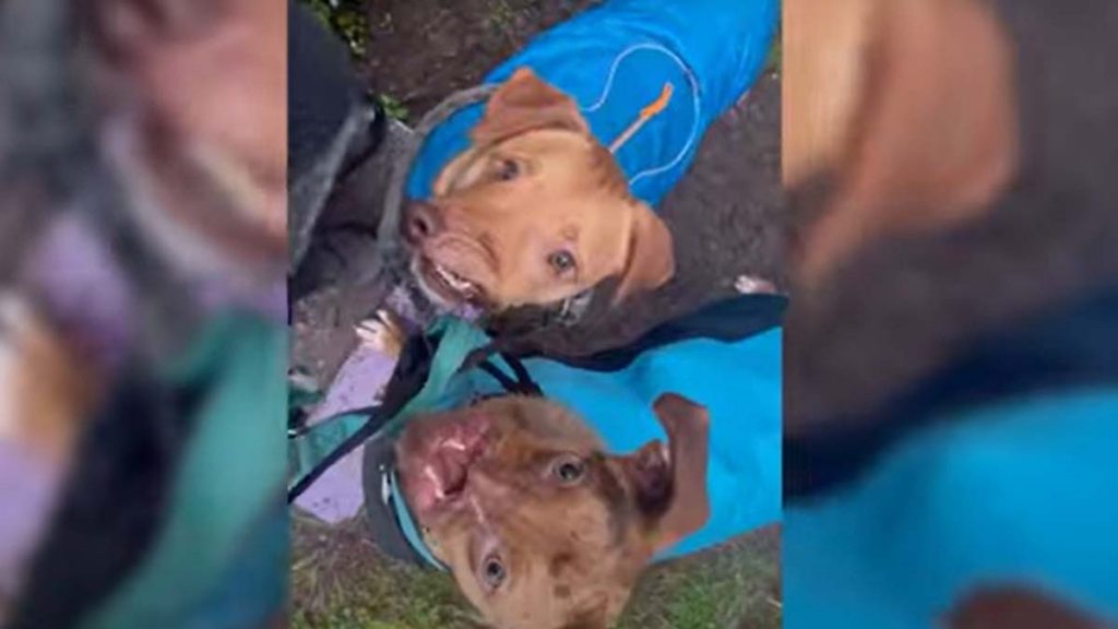 Perros Con Cara Deformada En Video Viral