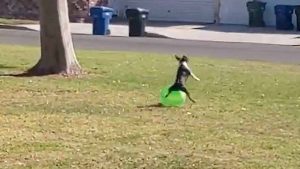 Video Viral De Perro Con Pelota