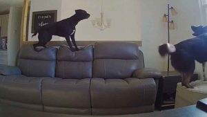 Video Viral De Perros