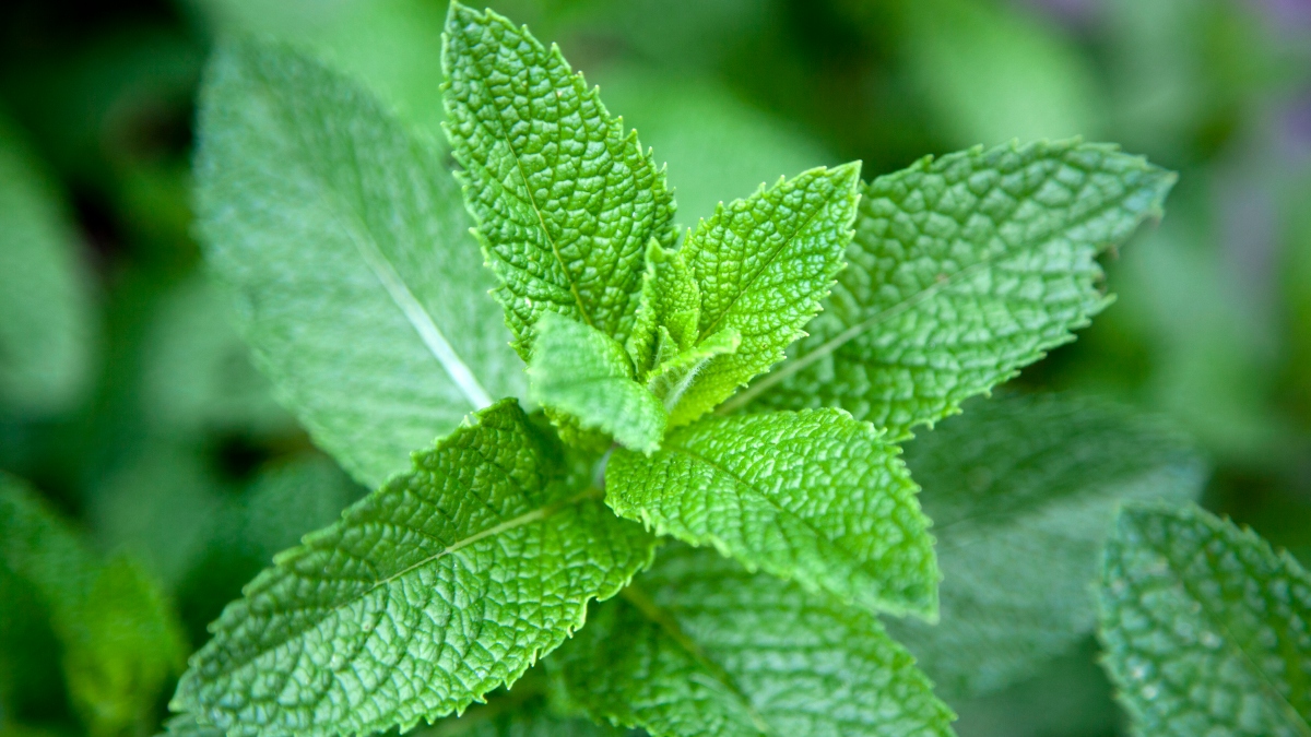 Menta Beneficios