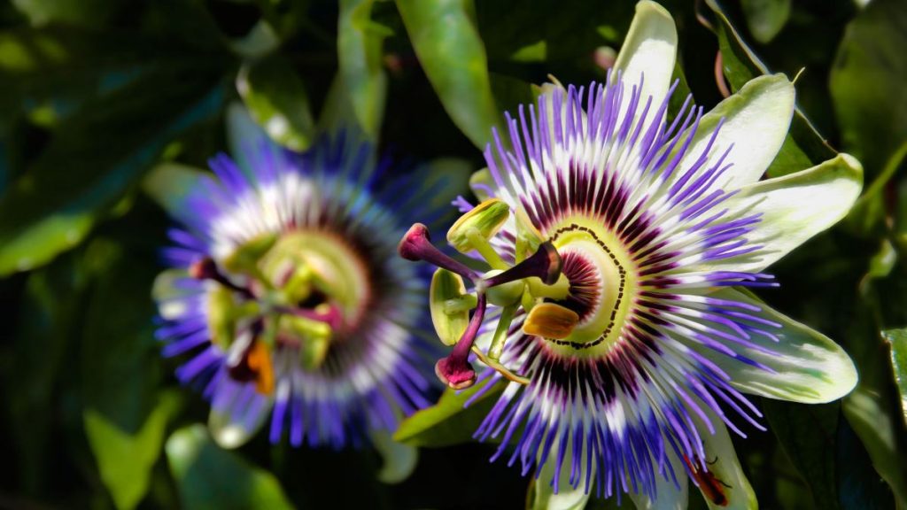 Passiflora