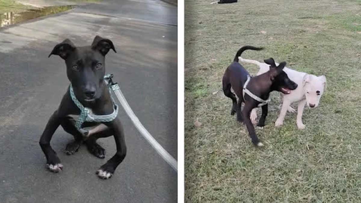 Perro Con Patitas Torcidas