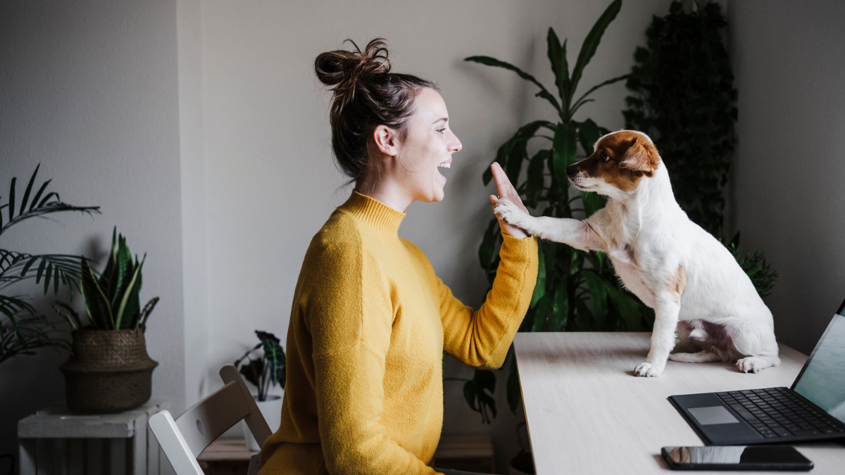 Perros Alimentos Dañinos