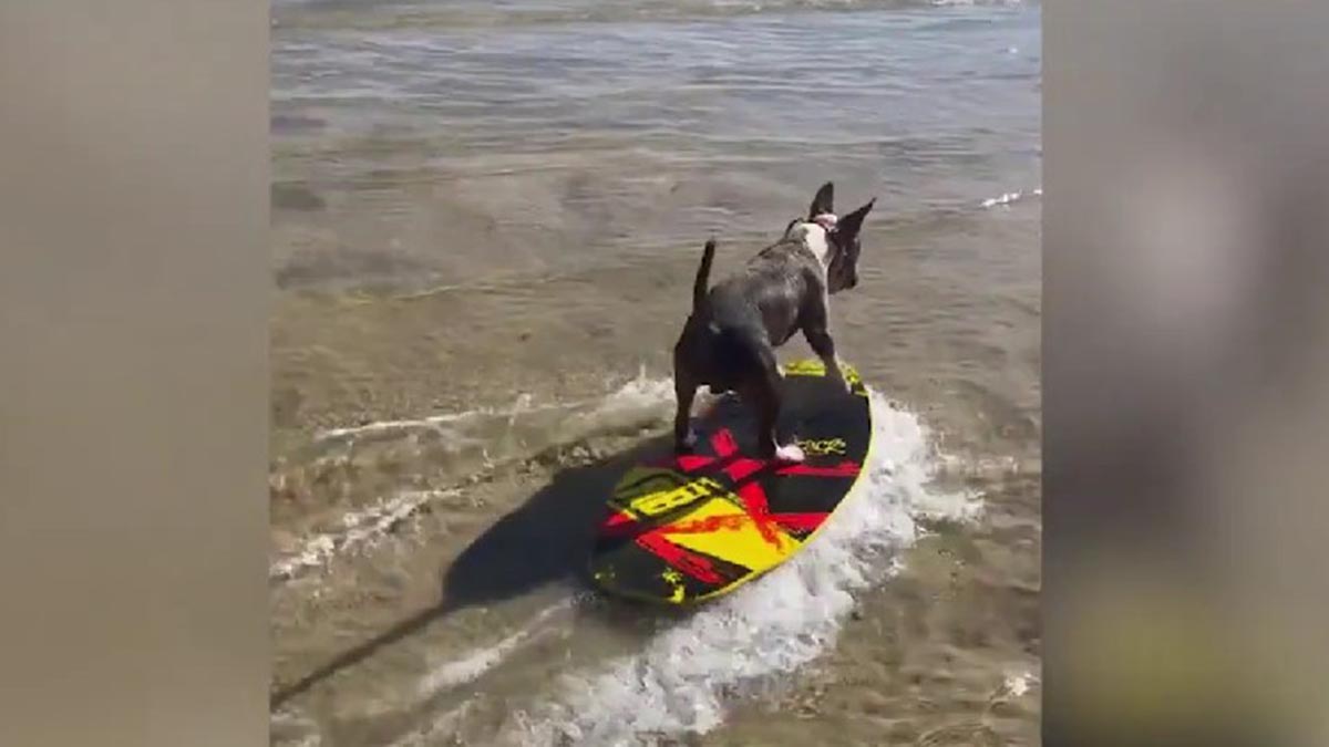 Perro Surfista