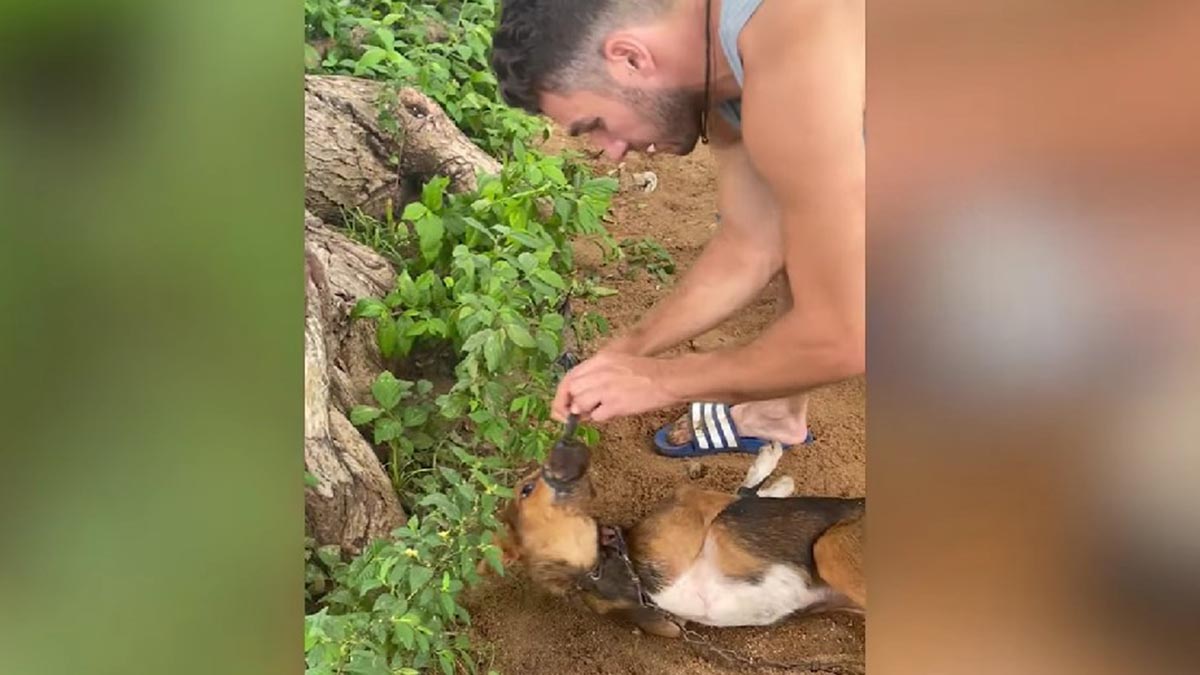 Rescate De Perros En Una Granja De Carne