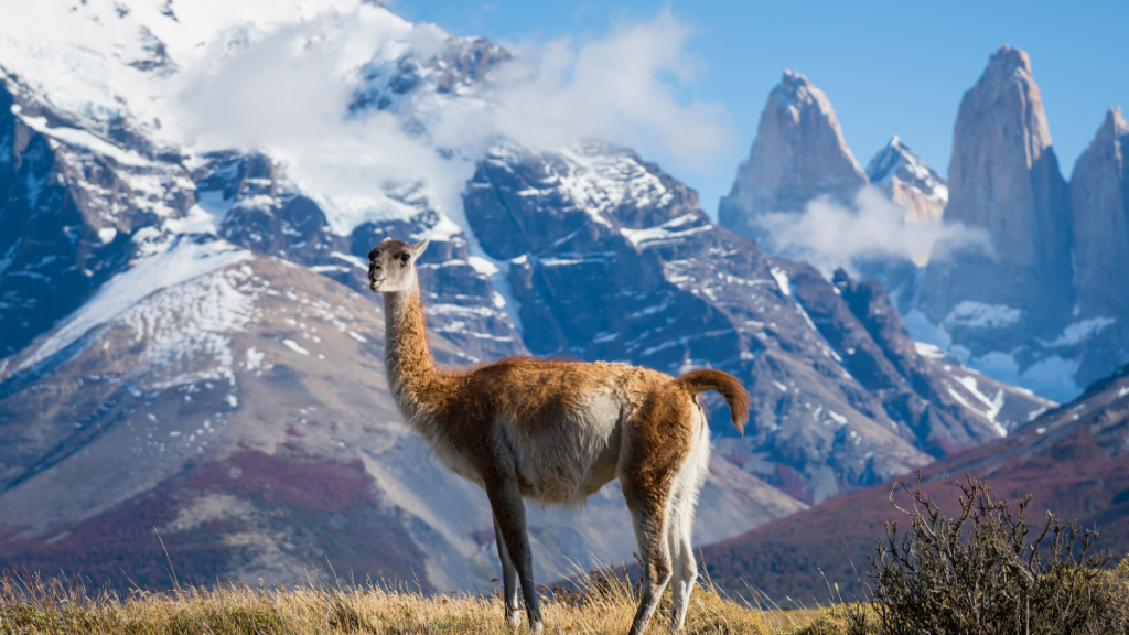 Patagonia Chilena