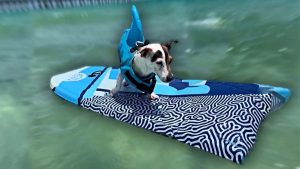 Perro Surfista Viral