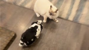 Gato Y Conejo Viral En YouTube