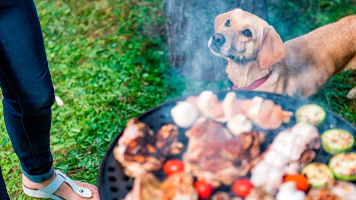 Fiestas Patrias Mascotas