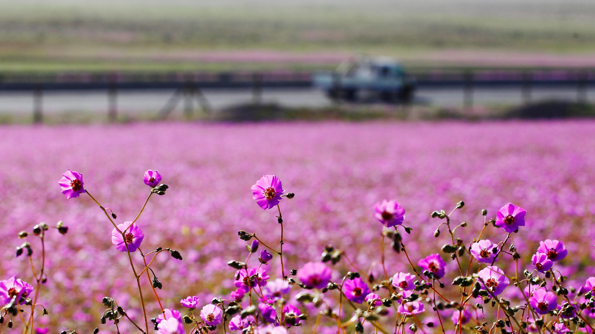 Desierto Florido