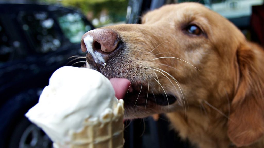 Helados Para Perros