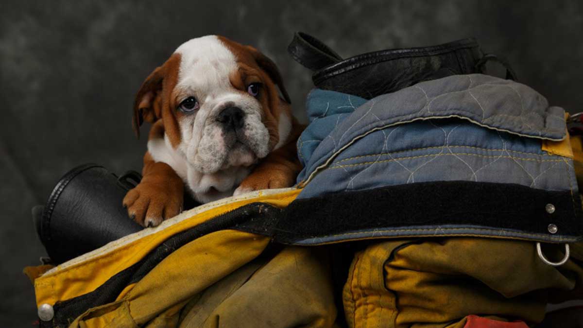 Mascota En Incendio