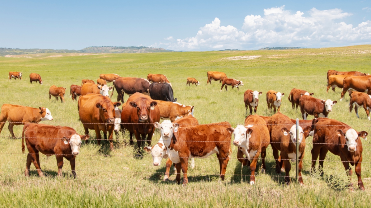 Ganadería Regenerativa_ Una Alternativa De Carne Más Sustentable