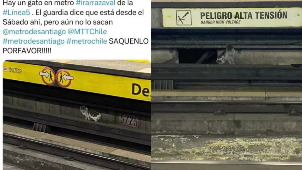 Gatito Metro De Santiago