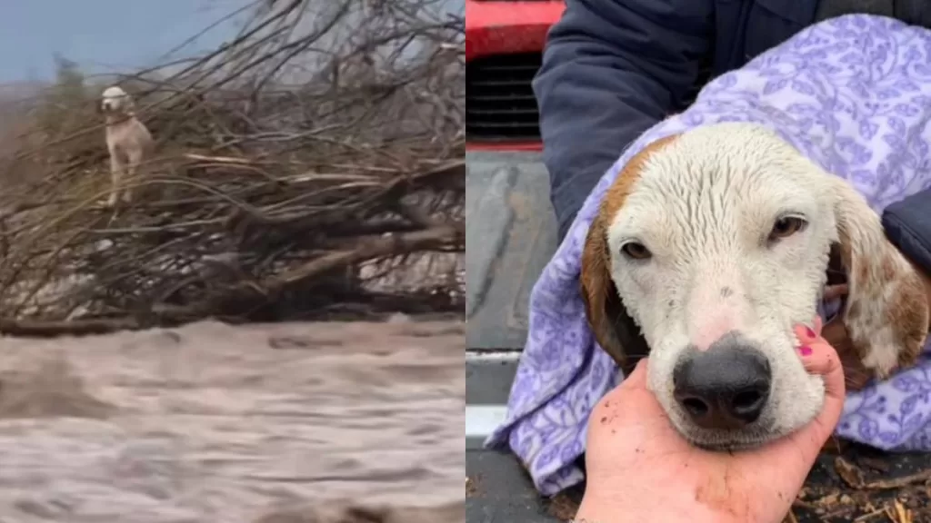 Perrito Atrapado