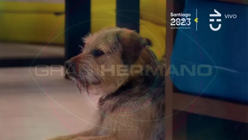 Gran Hermano Chile (58)